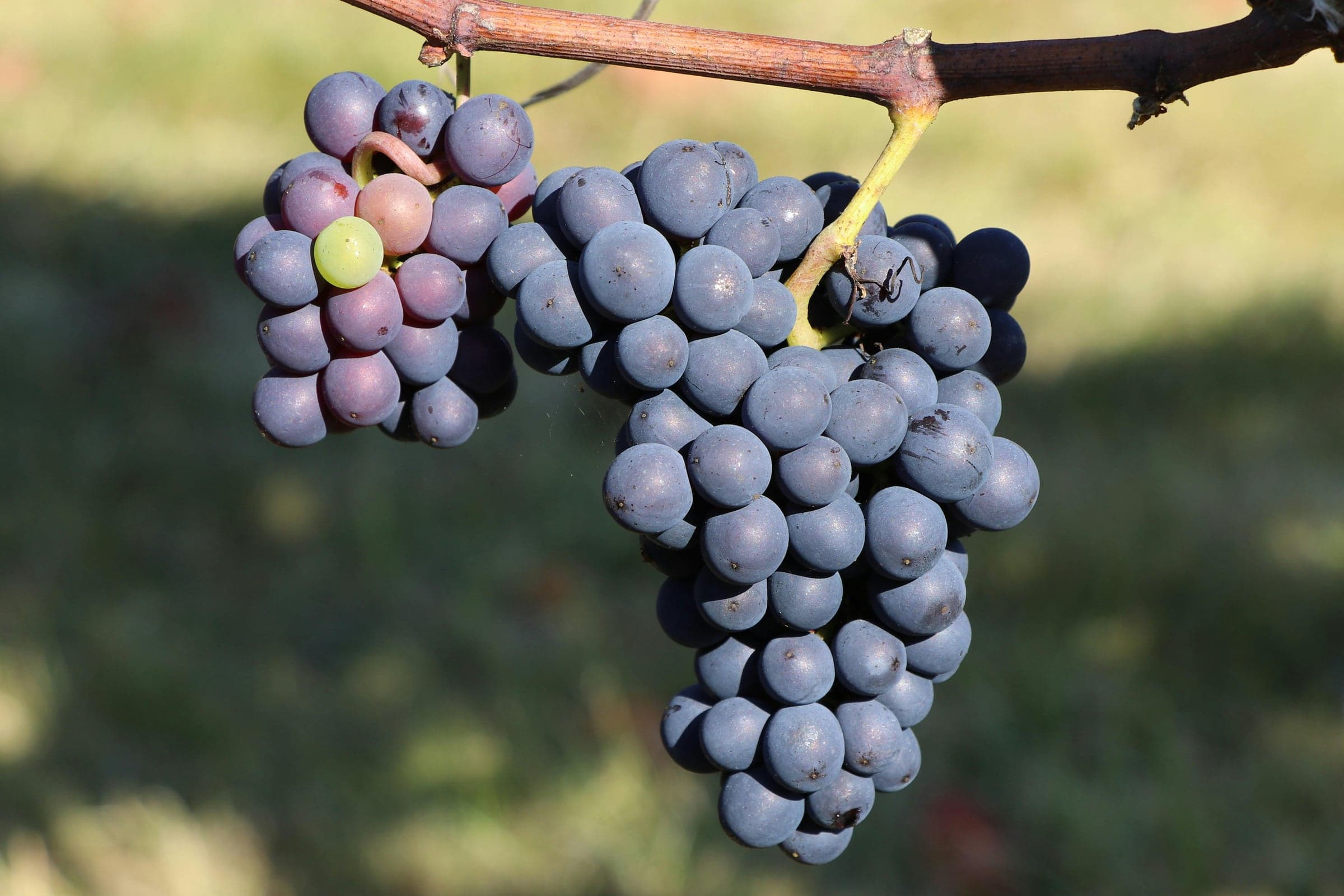 Pinot Noir — druvan i fokus