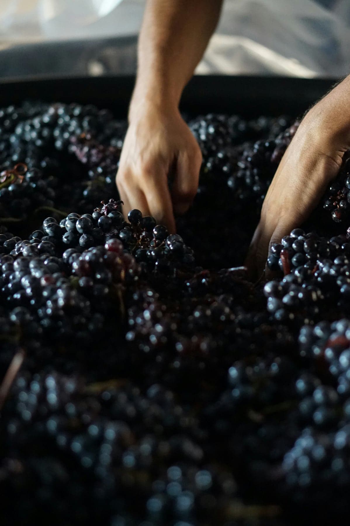 Allt du behöver veta om Pinot Noir