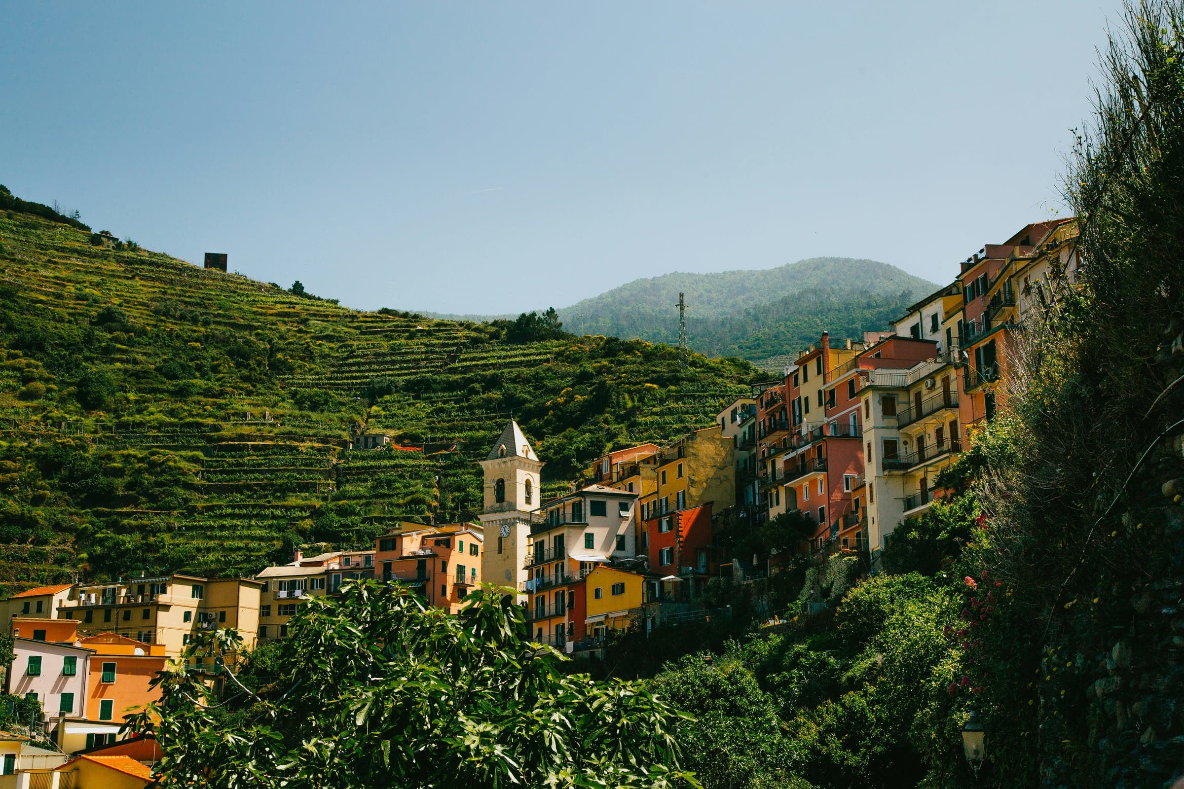 Sangiovese — Italiens stolthet
