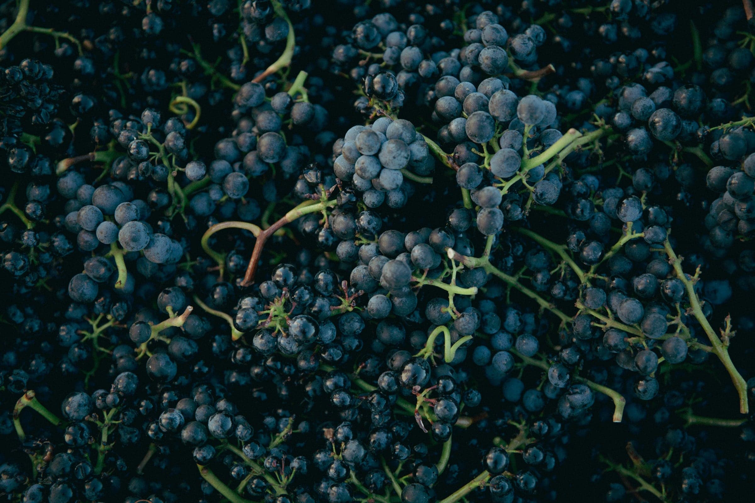 Pinot Noir — drömmarnas druva